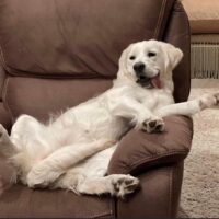 english golden sitting on chair in house