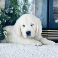 English Golden Puppy from MN English Golden