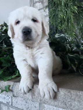 English Golden Retriever puppy for service dog