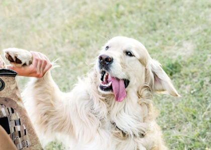 Happy playing big dog Golden retriever giving a paw to its owner